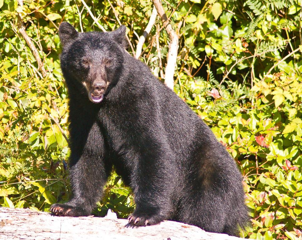 Wild Pacific Guest Suites Юклулет Екстер'єр фото