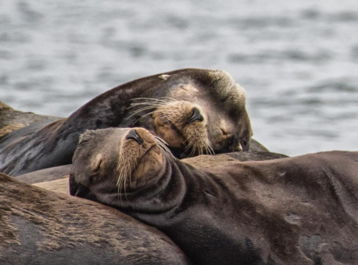 Wild Pacific Guest Suites Юклулет Екстер'єр фото